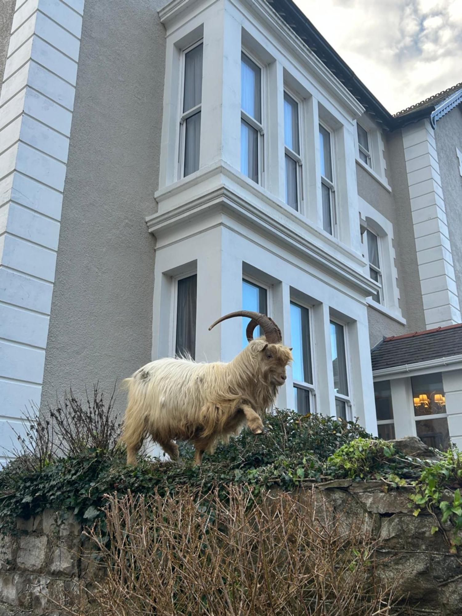 Lansdowne House With Private Car Park Hotel Llandudno